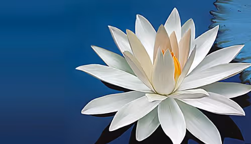 Lotus Enjou