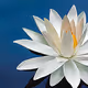 Lotus Enjou
