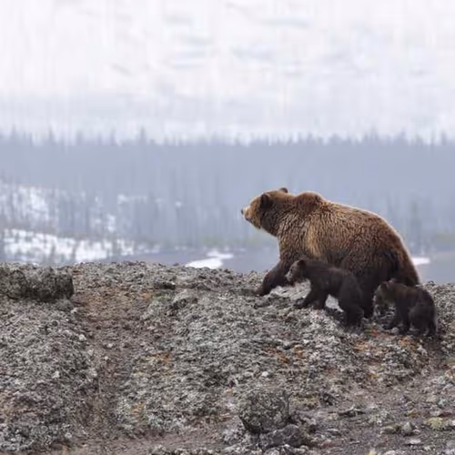 Apps Cannon Remedies