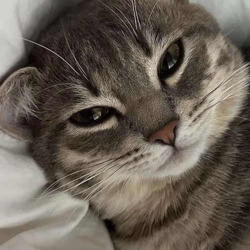 Cat cat cat