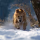 Awesome dogs