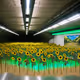 Subway Sunflowers