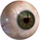 Zora Posts