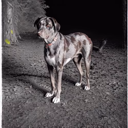 Catahoula Leopard Dog Cool-030