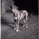 Catahoula Leopard Dog Cool-030