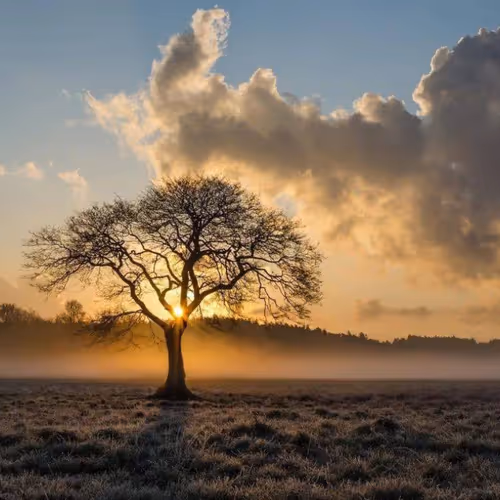 Echoes of Solitude