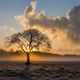 Echoes of Solitude