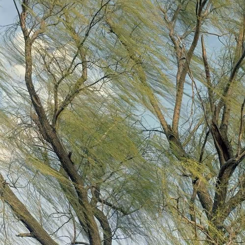 trees