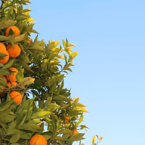 Jungle Screensaver Dennis