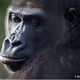 The real bored ape