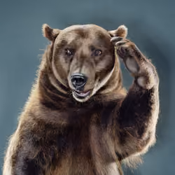 Bear