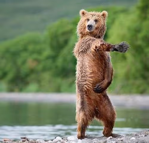 Funny Animals