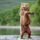 Funny Animals