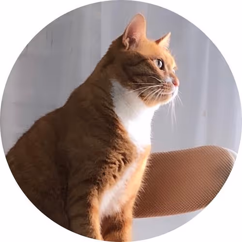 Zora Posts