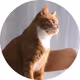 Zora Posts