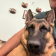 Pet