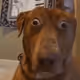 DOGMAN MEME