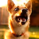 Dogo-Face