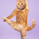 Trump Cat