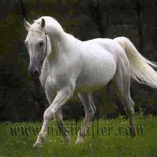Horses