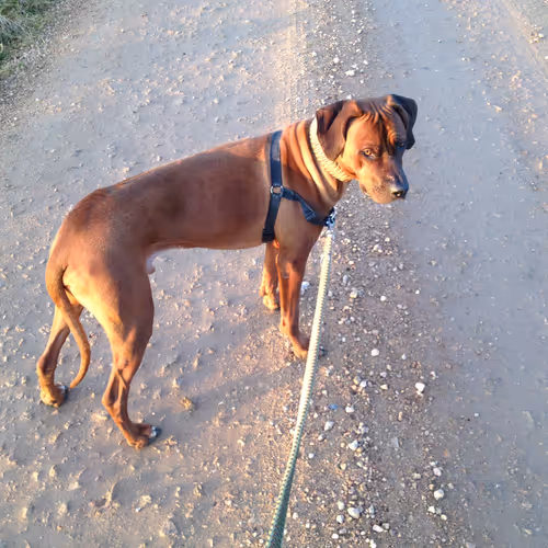 Rhodesian Ridgeback