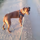 Rhodesian Ridgeback