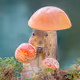 Mashroom