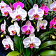 phalaenopsis clown