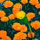 FlowerBird