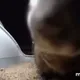 dance cat