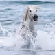 happy horse