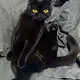 sisoy