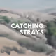 Catching Strays