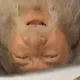 Gandalf