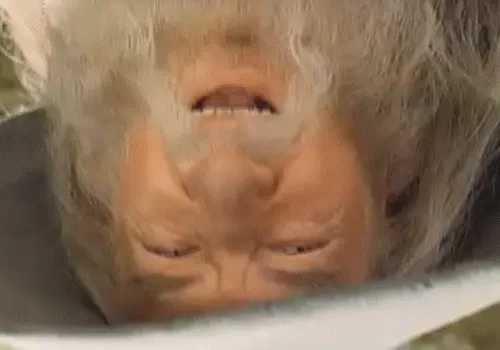 Gandalf