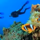 aqua diving
