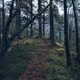 Fox Path