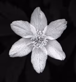 Play with Monochrome