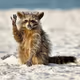 Raccoon