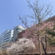 Spring in SEOUL
