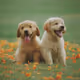 Dogs