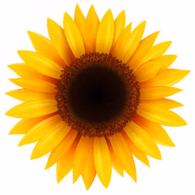 Sun Flower