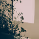 A shadow of a plant