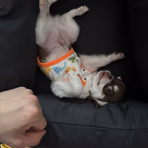 Boundary Chihuahua