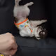 Boundary Chihuahua