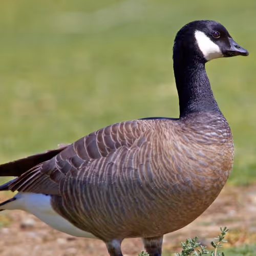 Goose