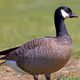 Goose