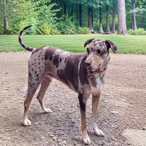 Catahoula Leopard Dog Cool-031
