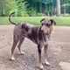 Catahoula Leopard Dog Cool-031