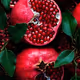 "Jewels of Pomegranate"
